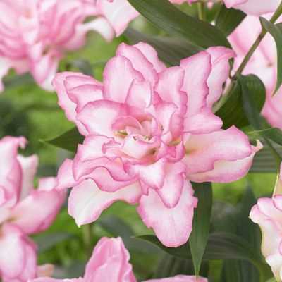 Roselily Anouska Double Oriental Lily