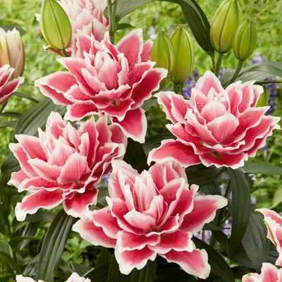 Roselily Samantha Double Oriental Lily