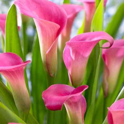 Pink Calla Lily (Zantedeschia Rehmannii)