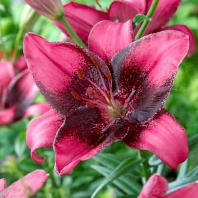 Purple Dream Asiatic Lily