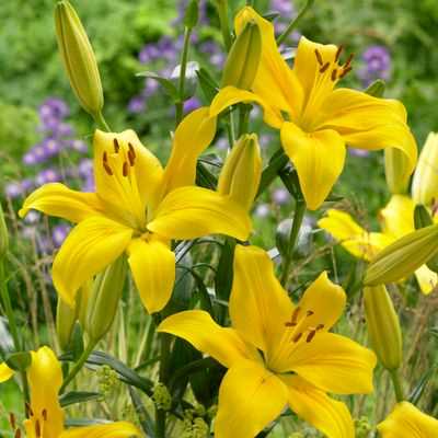 Yellow County Asiatic Lily