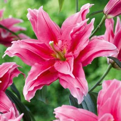 Roselily Elena Double Oriental Lily