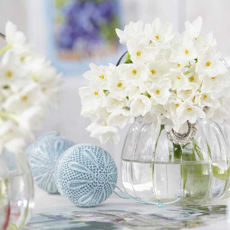 Paperwhites Narcissus Ziva