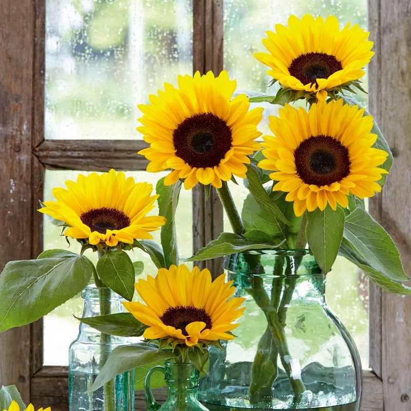 Sunflower 'Sunrich Orange' Seed Plug Grow Kit