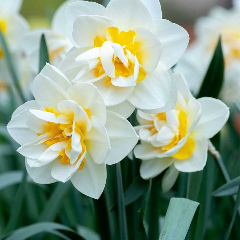 Narcissus Double Assorted
