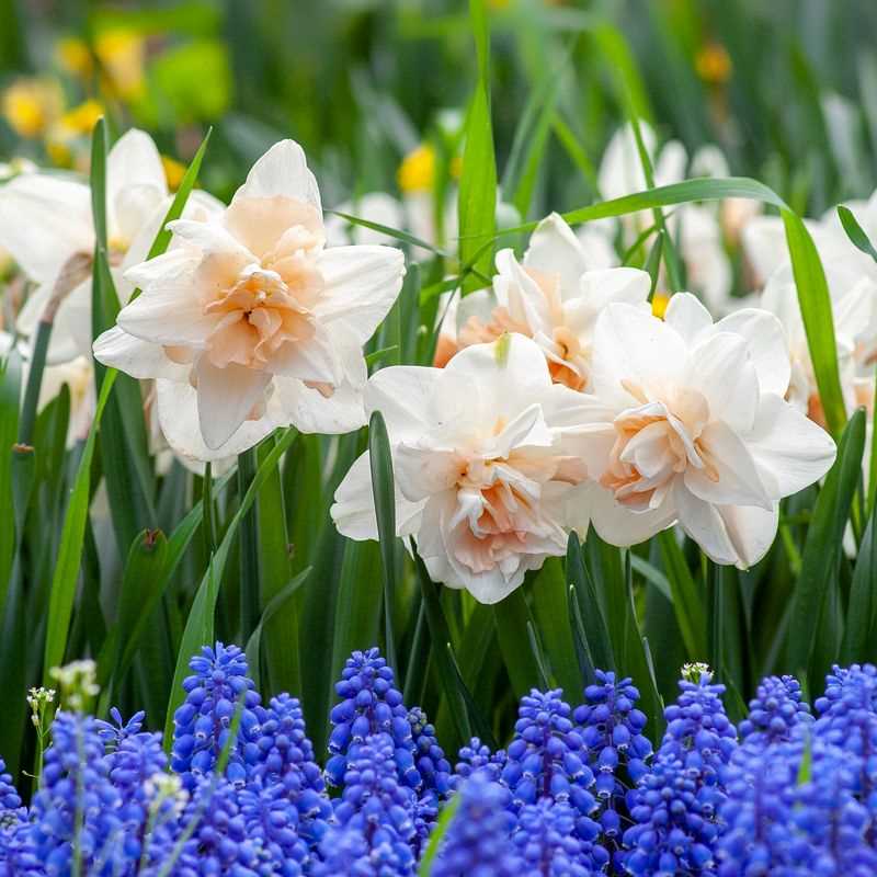 Narcissus Double Assorted