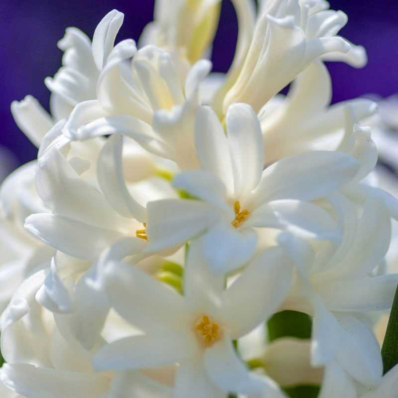 Hyacinth Orientalis Canadian Pride